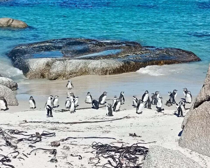 A group of penguins on a beach with clear blue water and large rocks. 5