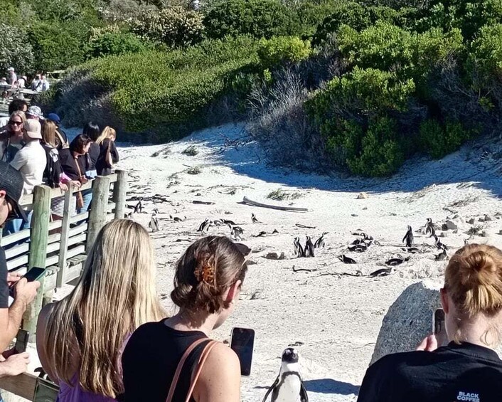 A group of people observing penguins on a sandy beach with dense greenery in the background. 3