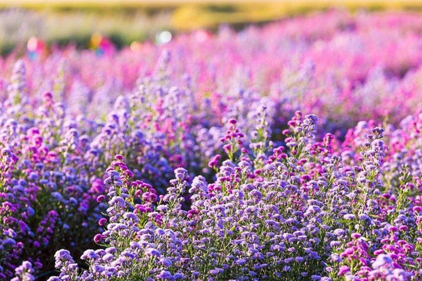 A field of purple flowers, likely lavender, with a blurred background of more flowers. 3