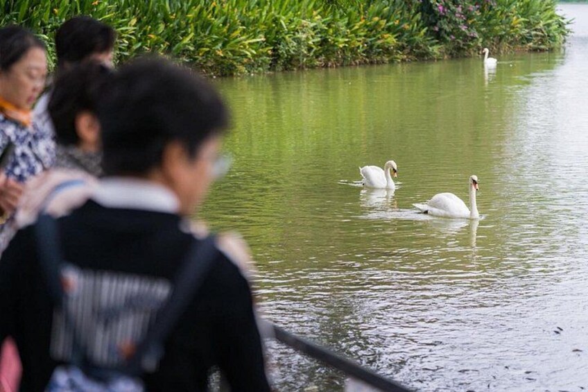 A pond with swans and people in the background. 4