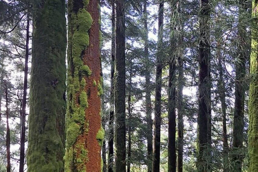 São Miguel : Furnas, Thermal Waters and Gorreana Tea 3