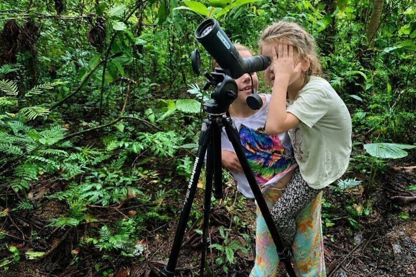 Rainforest Wildlife Walk 1