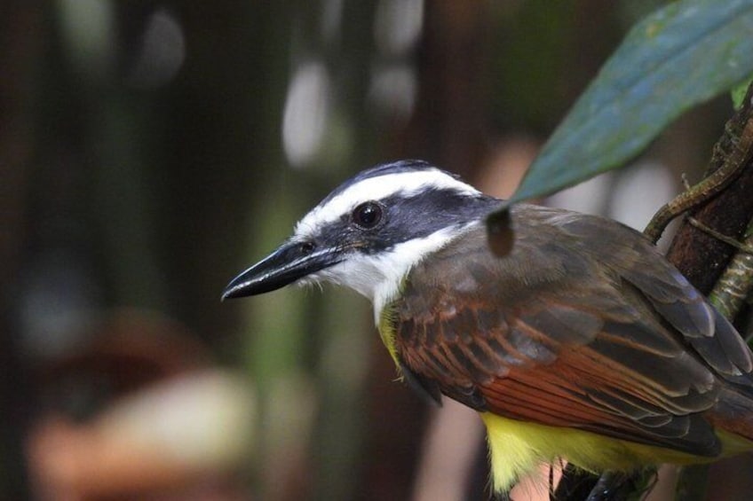 Rainforest Wildlife Walk 5