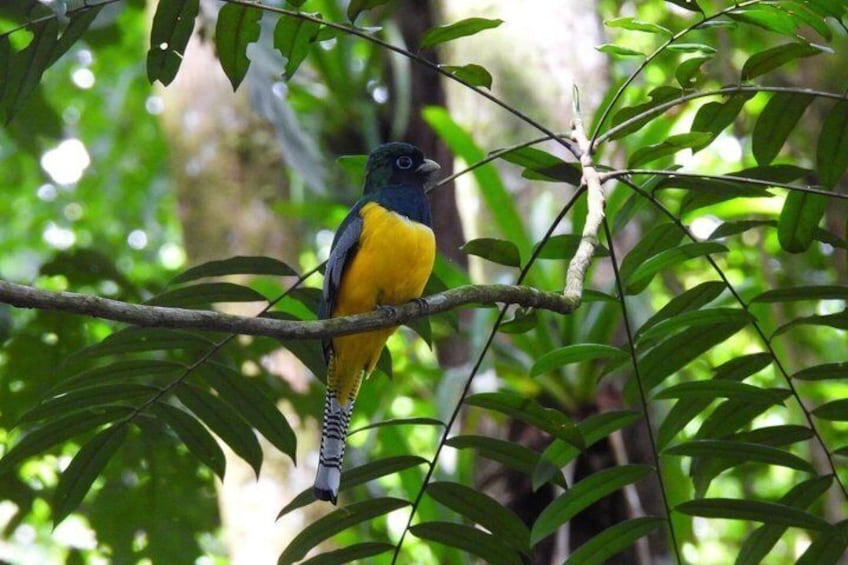 Rainforest Wildlife Walk 2