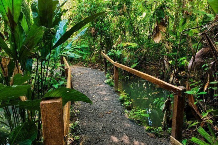 Rainforest Wildlife Walk 4