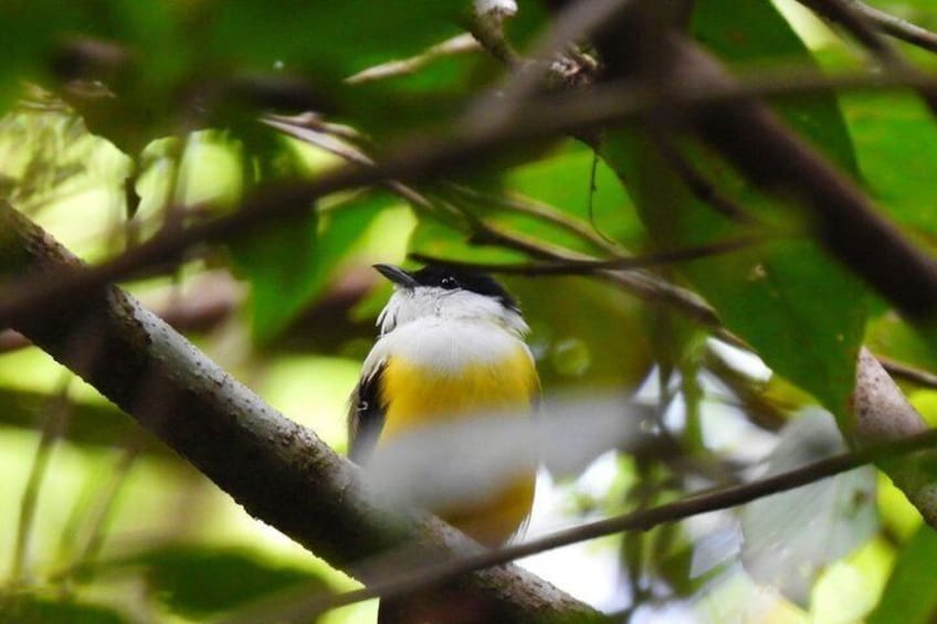 Rainforest Wildlife Walk 3