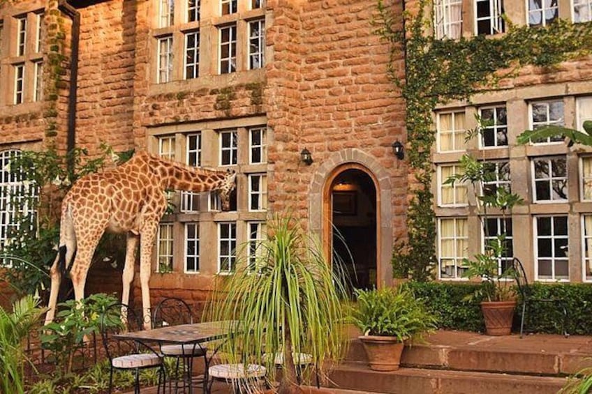A giraffe near a building with a brick facade and multiple windows. 3