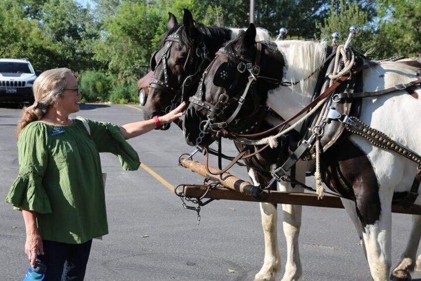 Een persoon leidt twee paarden, één zwart en één wit, met tuig. 5