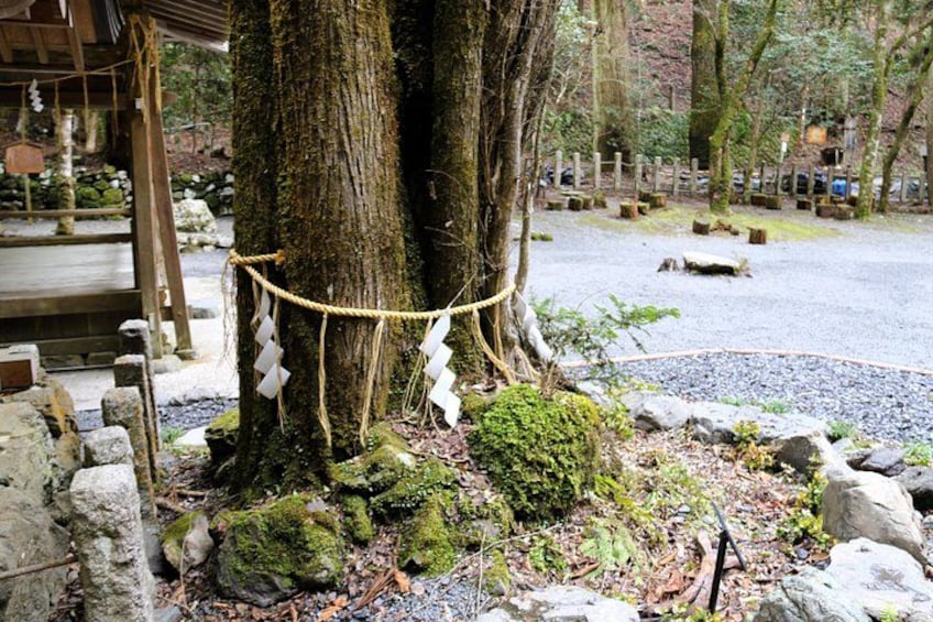 Kyoto Private Hiking Tour: Ancient Trails of Kurama and Kibune 4