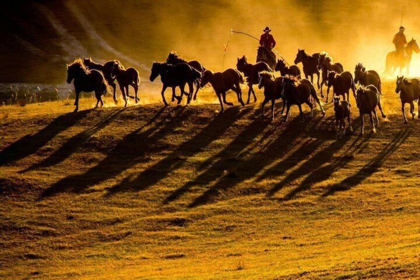 Un grupo de caballos y jinetes en un campo cubierto de hierba, con largas sombras. 4