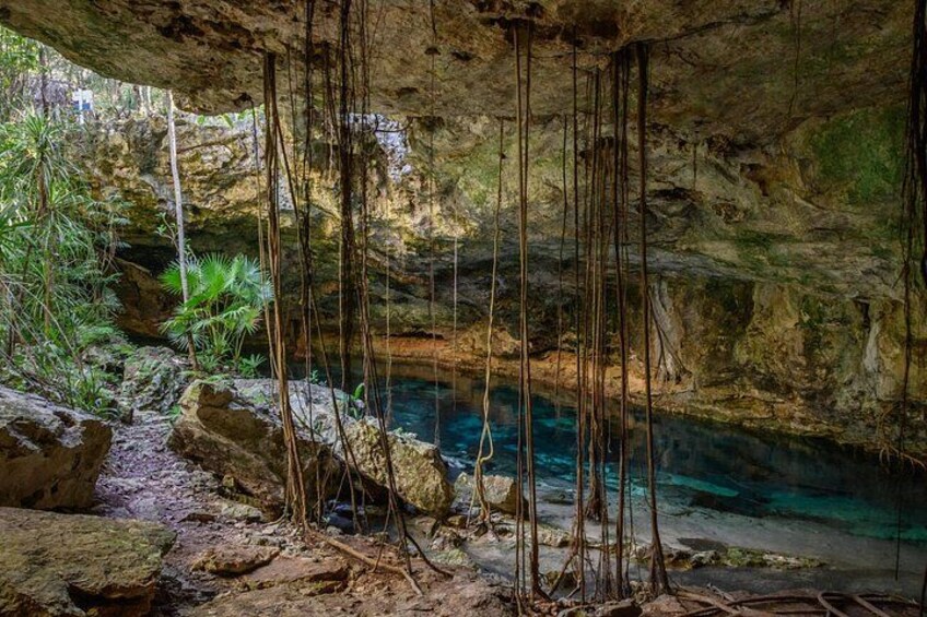 Eine Höhle mit herabhängenden Wurzeln, einem klaren Wasserbecken und dichter Vegetation. 5