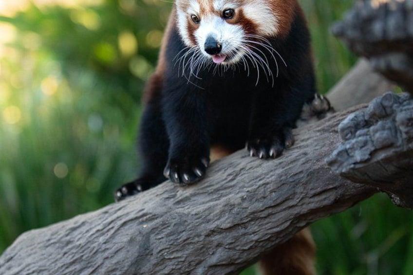 Australia Zoo Day Trip from Noosa Entry Ticket Included 3