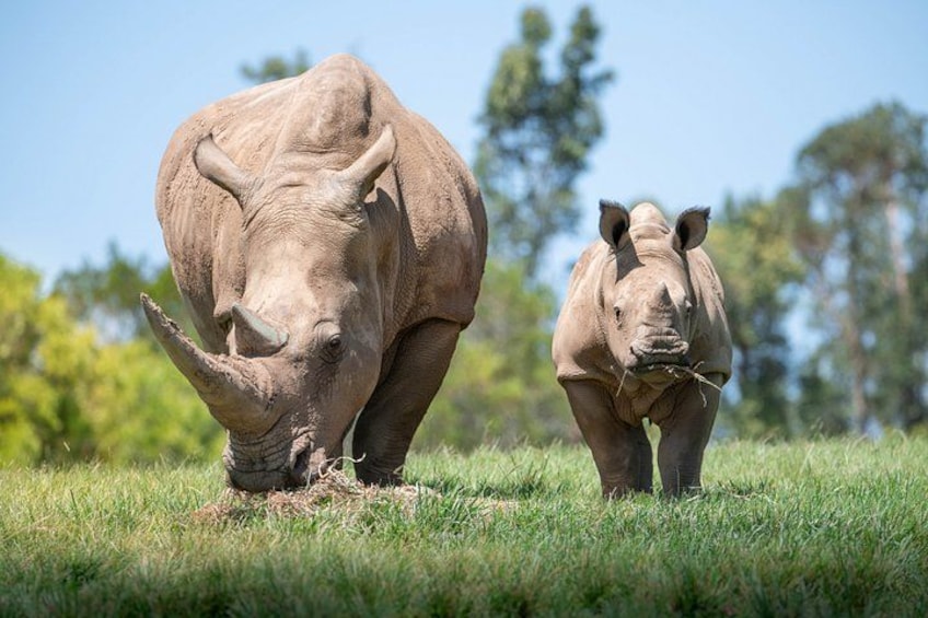 Australia Zoo Day Trip from Noosa Entry Ticket Included 2