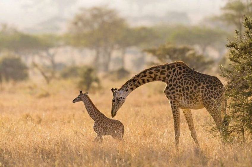 Twee giraffen in een grasvlakte met enkele bomen. 2