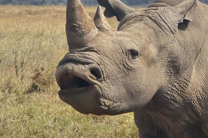 Een close-up van het gezicht van een neushoorn, met opvallende hoorns en een korrelige huid. 4