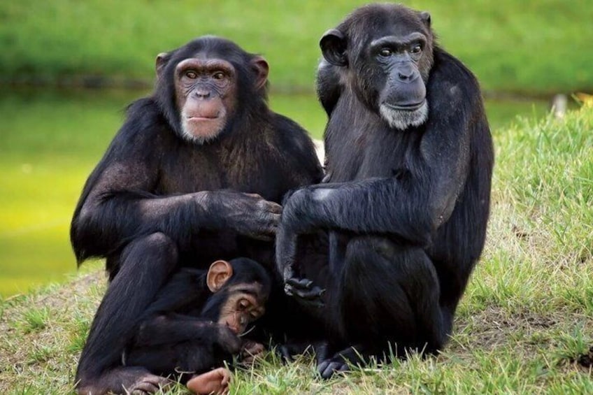 Drie chimpansees zitten op het gras met een groen veld achtergrond. 1