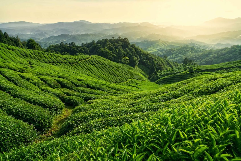 Terraced tea plantations with rolling hills and distant mountains. 3