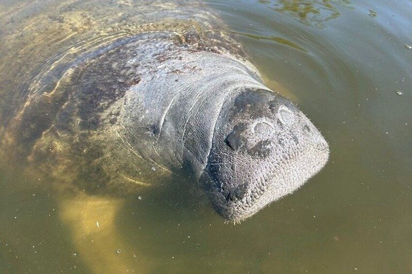 Manatee watching walking tour in Bradenton 3