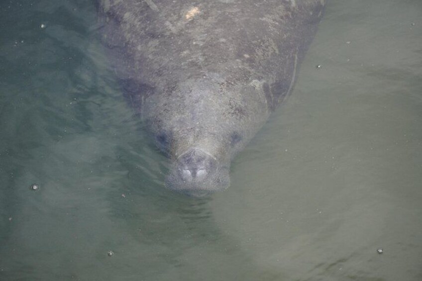 Manatee watching walking tour in Bradenton 2