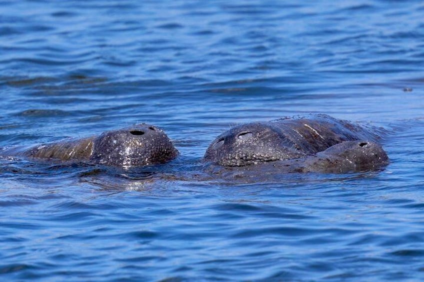Manatee watching walking tour in Bradenton 2