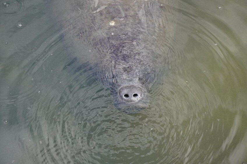Manatee watching walking tour in Bradenton 5