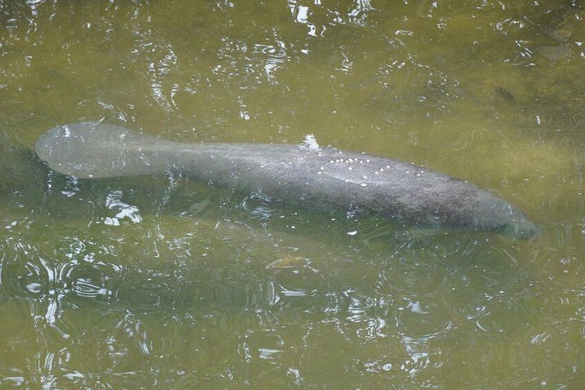 Manatee watching walking tour in Bradenton 4