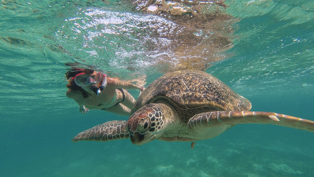 A person snorkeling with a sea turtle. 3