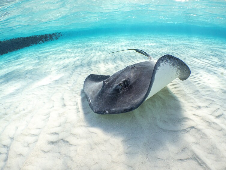 A stingray swimming in clear blue water with sandy ocean floor. 4