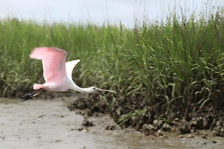 Un matorrito rosado volando sobre un cuerpo de agua lodosa con pastos altos al fondo. 5