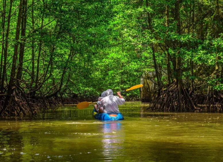 A person kayaking through a mangrove forest. 4