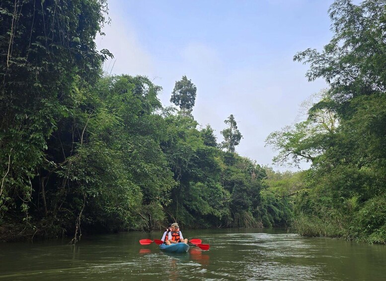 A person kayaking down a river surrounded by dense forest. 5