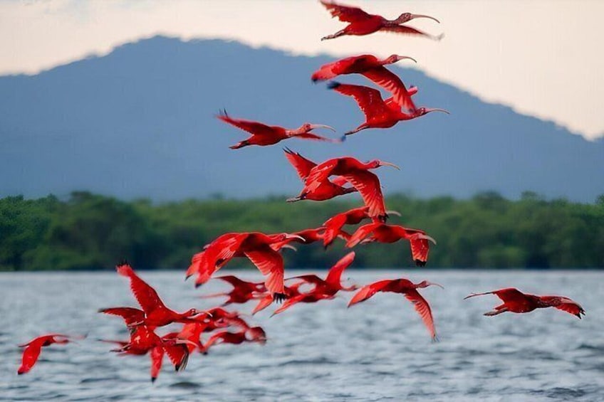 A flock of flamingos flying over a body of water with mountains in the background. 1
