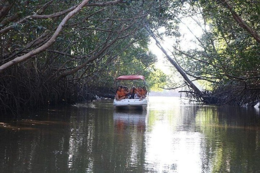 A boat with passengers navigating through a mangrove forest. 2