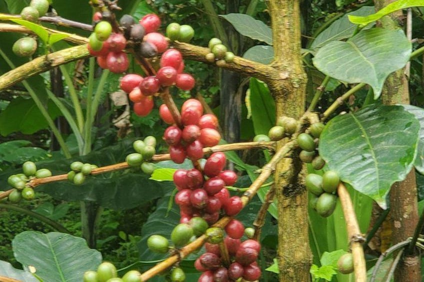 Roast coffee and tour a chagga owned coffee farm 2