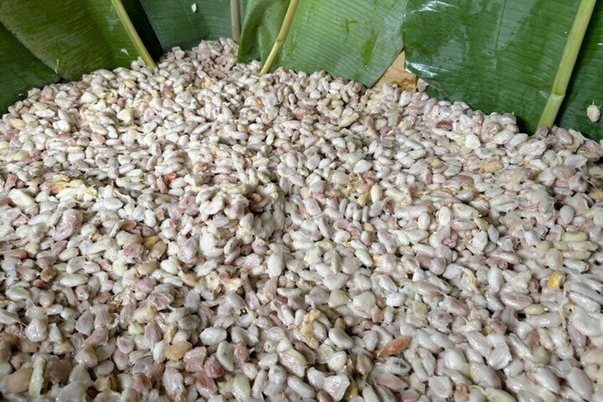 A large pile of white and pink corn kernels. 4