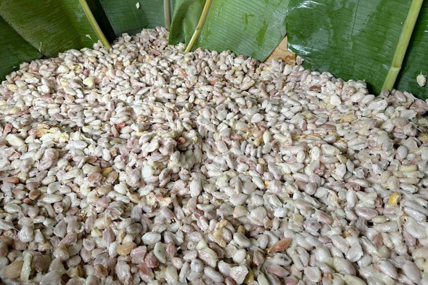 A large pile of corn kernels. 4
