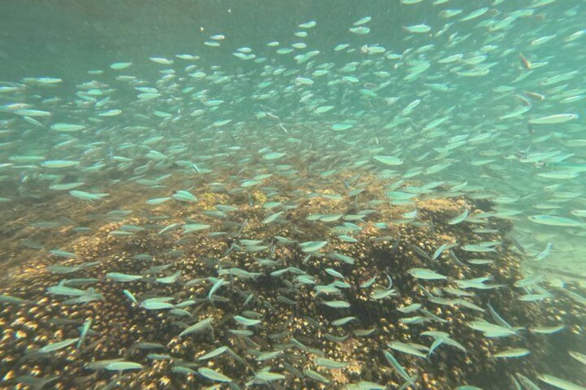 A school of fish swimming around a coral reef. 1