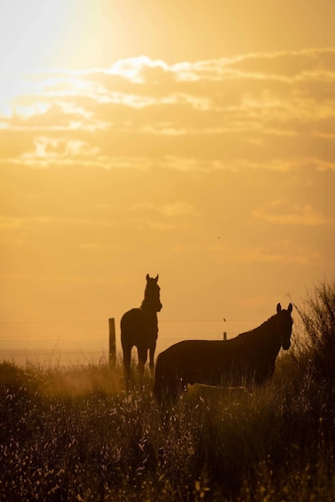 Picture 15 for Activity Naxos, Greece: Sunset Countryside & Beach Horseback Ride 3