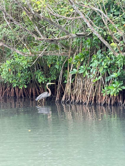 Picture 12 for Activity Koggala Lake Private Boat tour Wildlife & Cinnamon Island 5
