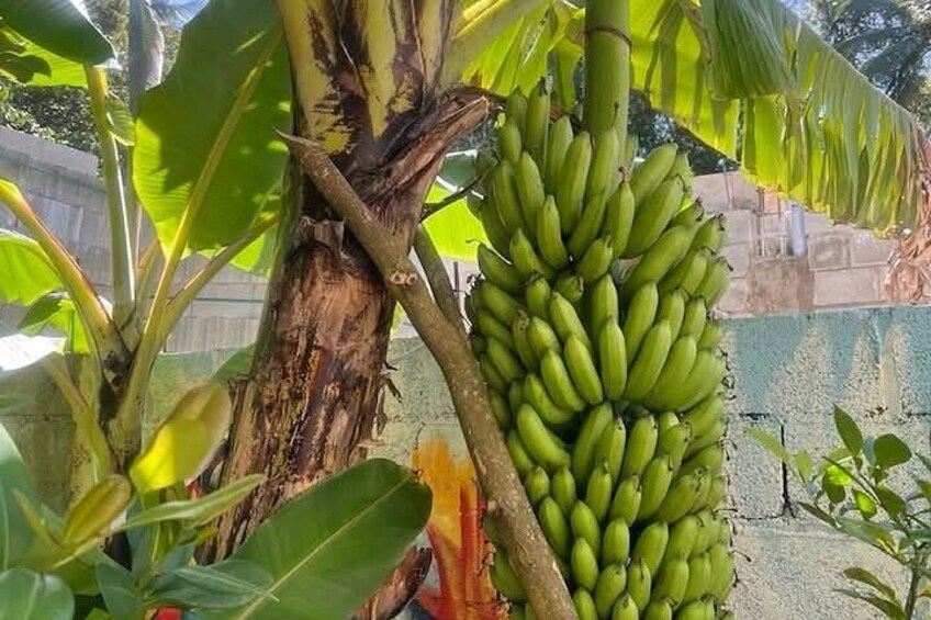 Eine Bananenstaude mit grünen Bananen, ein Holzgebilde und eine Betonmauer. 3