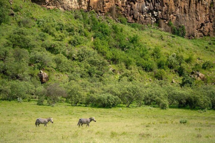 Zebras grazing in a grassy field with a rocky hillside in the background. 2