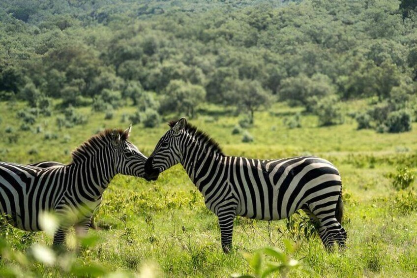 Two zebras in a grassy field with a forested hill in the background. 3