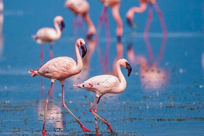 Flamingos walking in shallow water. 5
