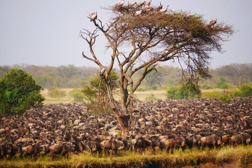 A herd of wildebeests grazing near a tree in a savanna landscape. 1