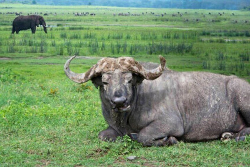 A large buffalo lying on grass with a herd of elephants in the background. 4
