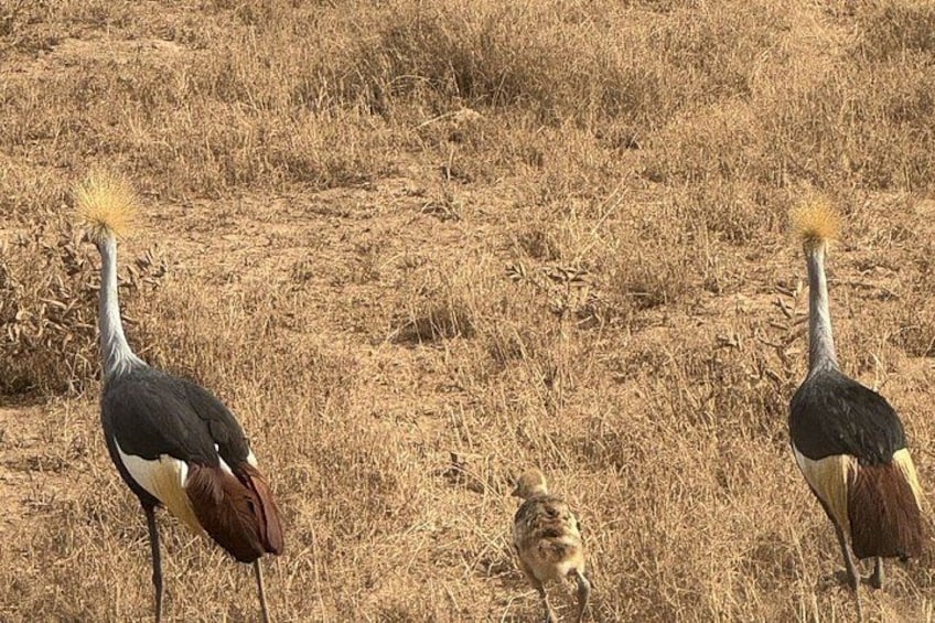 Day tour to Mount Longonot park from Nairobi 2