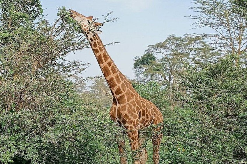 Day tour to Mount Longonot park from Nairobi 3