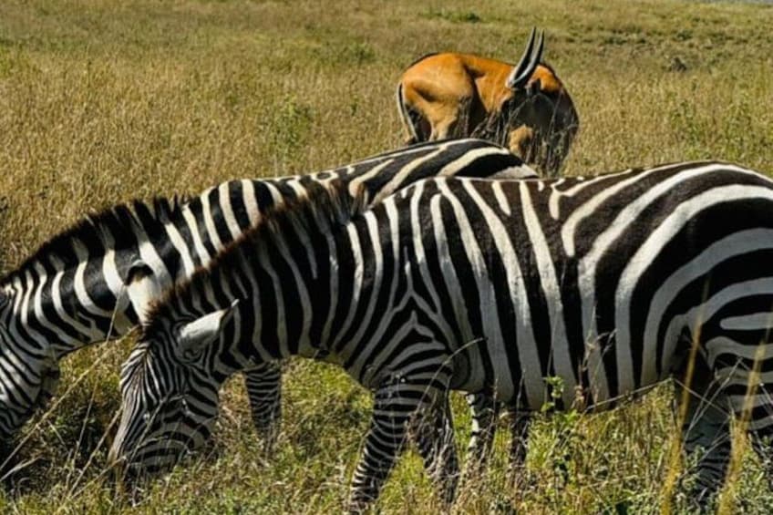 Day tour to Mount Longonot park from Nairobi 4
