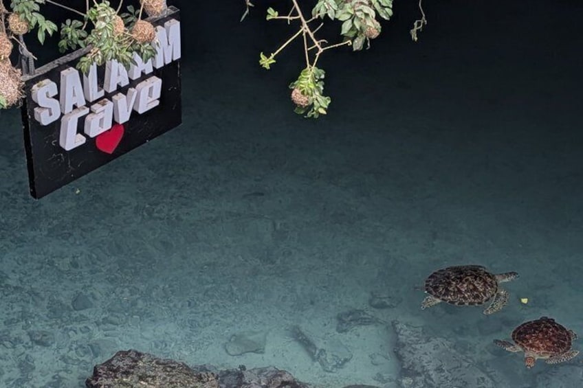 Una tortuga en un entorno acuático transparente, con un letrero que dice 'SALAXM Cave' y algunas plantas colgantes. 4