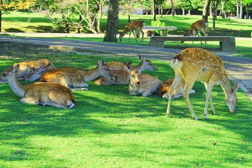 Nara and Uji Day Trip with Deer Park from Osaka 2